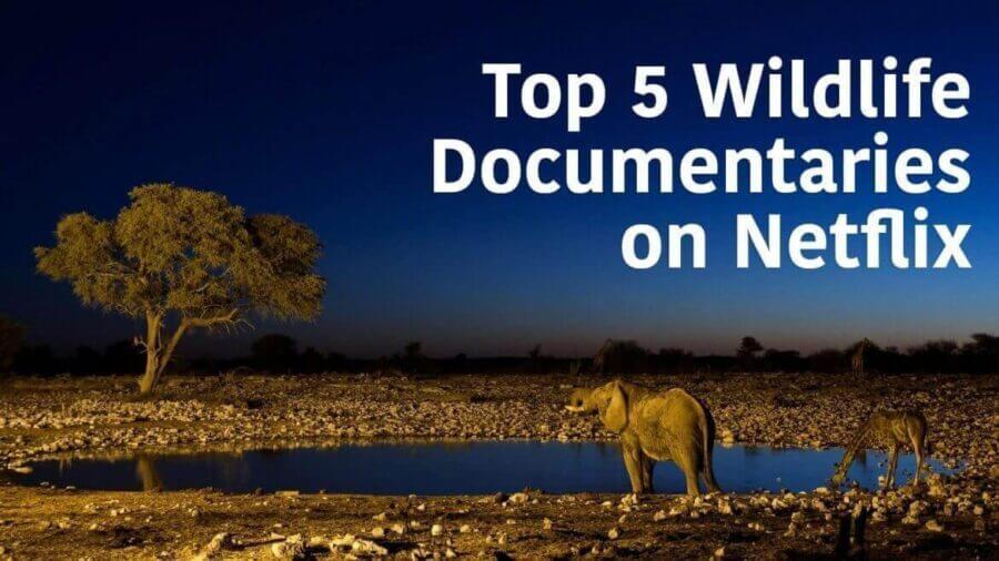 top 20 wildlife documentaries torrents