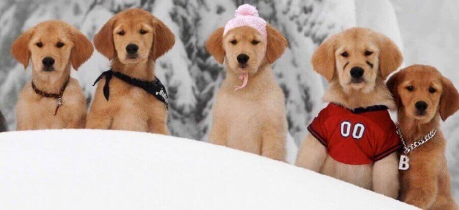 snow-buddies