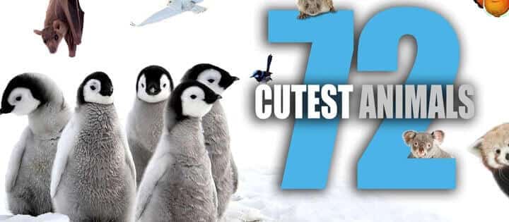 72 Cutest Animals