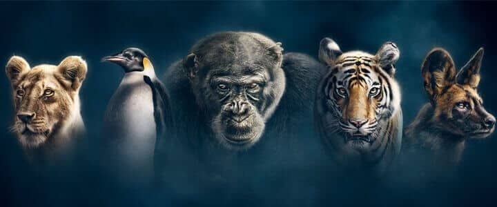 Dynasties Bbc Netflix