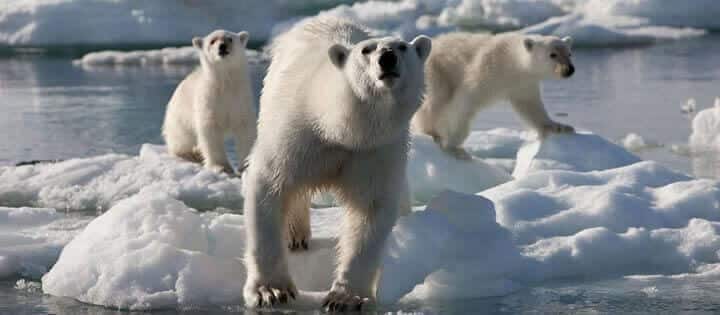 Frozen Planet