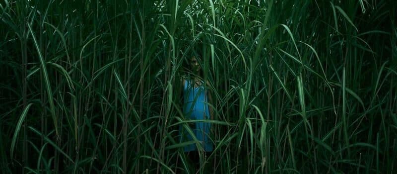 In The Tall Grass Netflix Fall