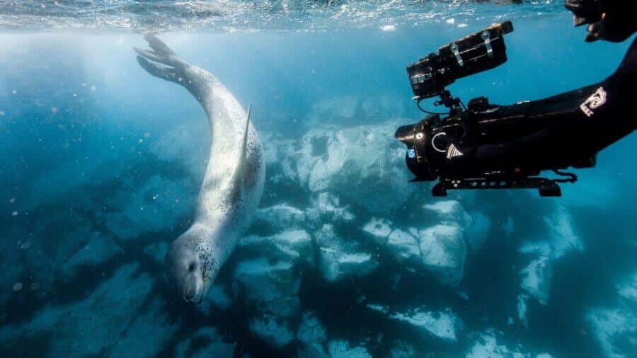Our Planet Netflix Silverback Films