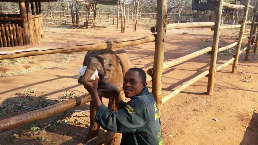 Holiday In The Wild Netflix Film Elephant Mkaliva