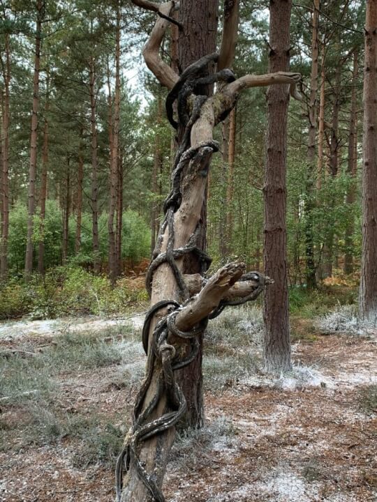 The Witcher Season Forest Report Tree