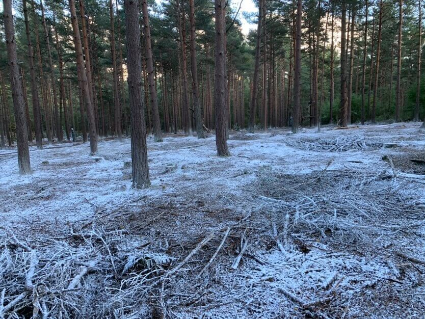 The Witcher Season Forest Report