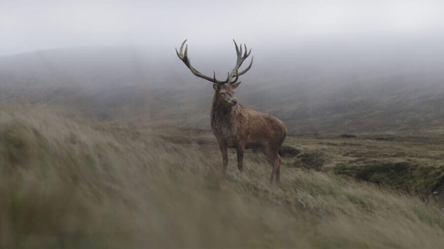 Stag The Crown Season