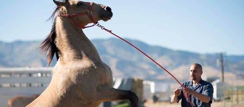 The Mustang Netflix
