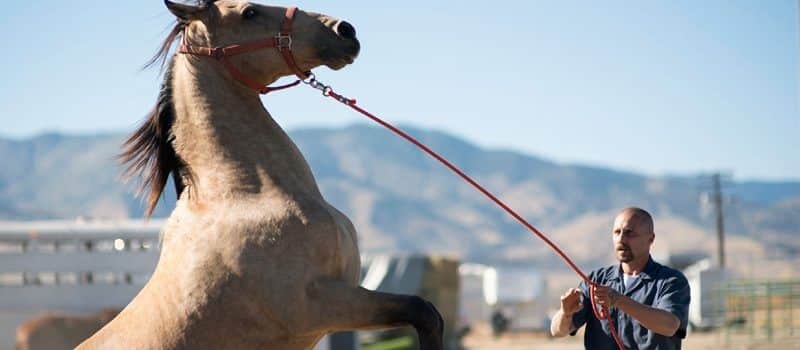 The Mustang Netflix August