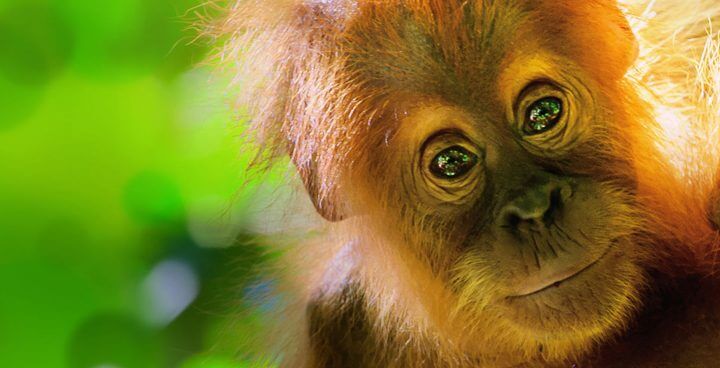 Orangutan Chess Academy
