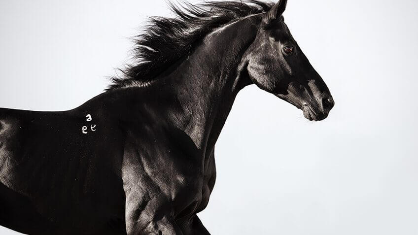 Black Stallion Netflix