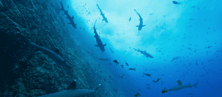 les documentaires sur la nature de nos océans arrivent sur netflix en 2023 et après