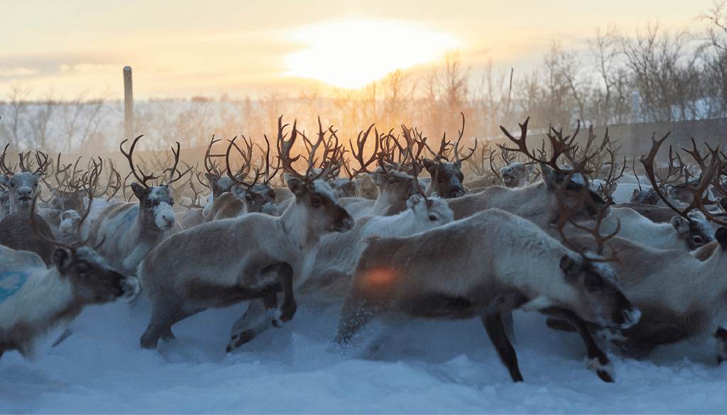 stolen netflix cast swedish movie reindeer