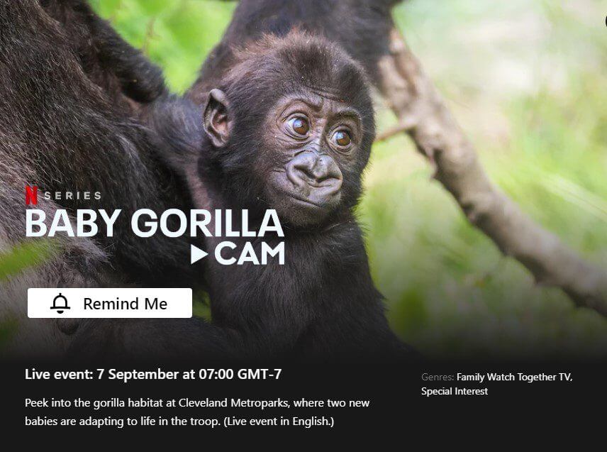 baby gorilla cam livestream netflix page
