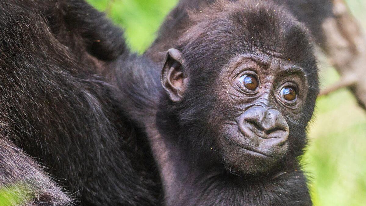 baby gorilla cam netflix