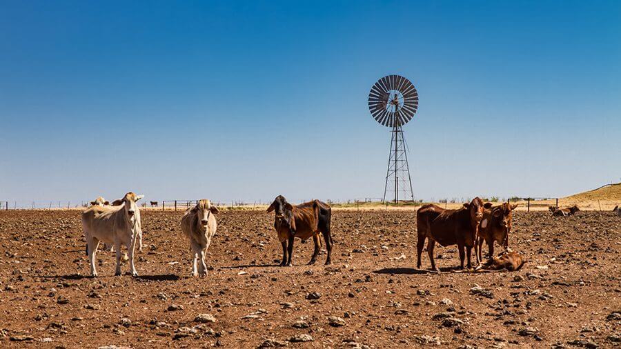 cattle farm australia