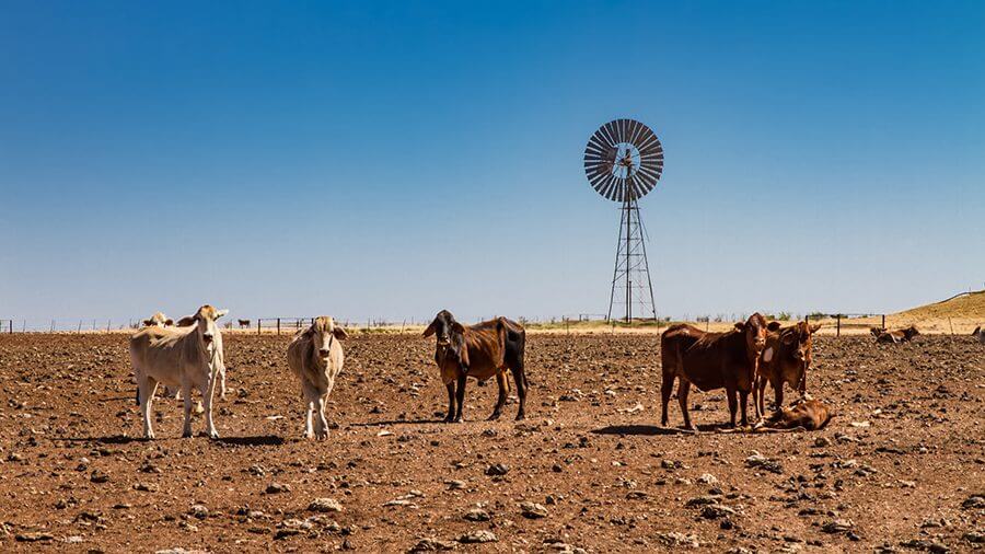 Drought Affected Cattle