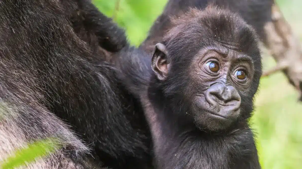 Baby Gorilla Cam Netflix