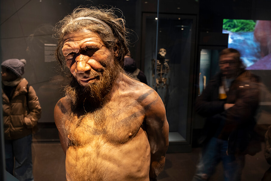 Neanderthals London Museum