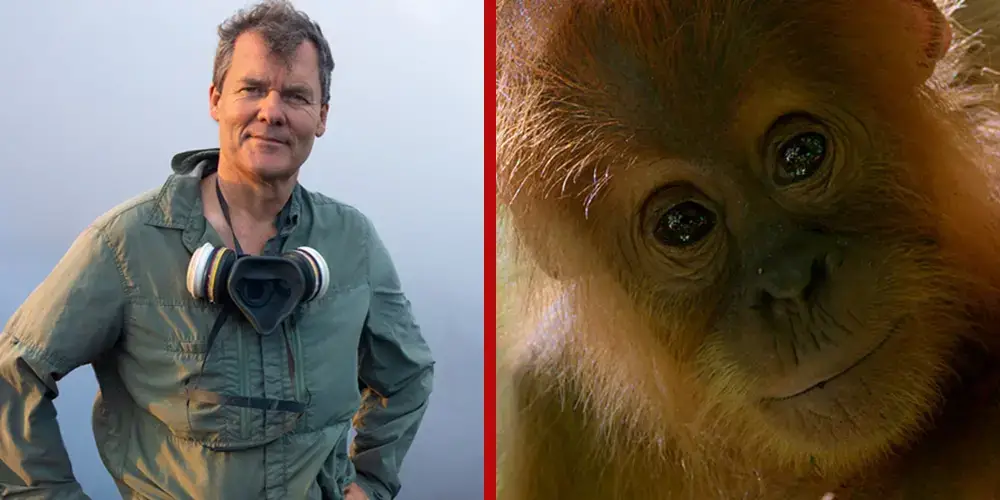 Secret Lives Of Orangutans Huw Cordey