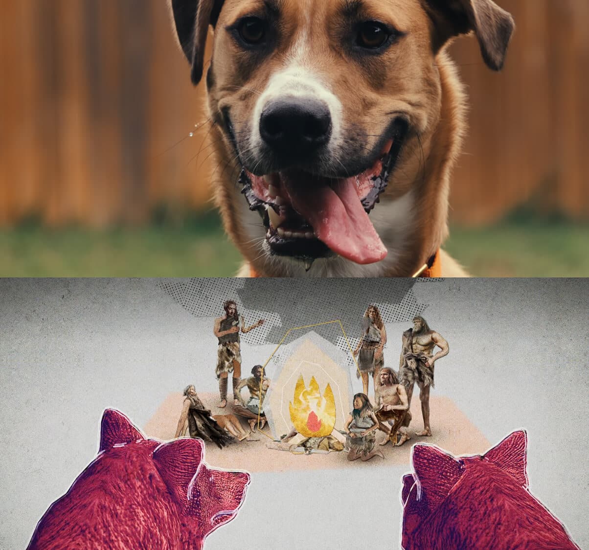 Inside The Mind Of A Dog First Looks