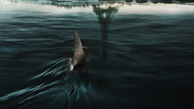 Under Paris Netflix French Shark Horror Movie Coming To Netflix In June Preview