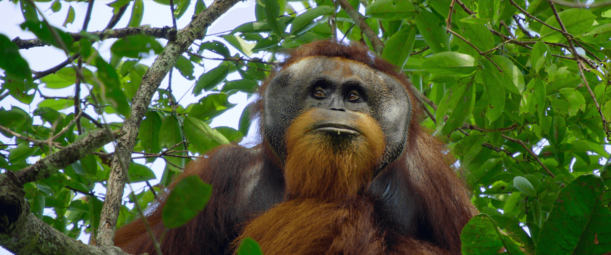 Secret Lives Of Orangutans