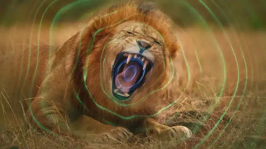 Secret World Of Sound With David Attenborough