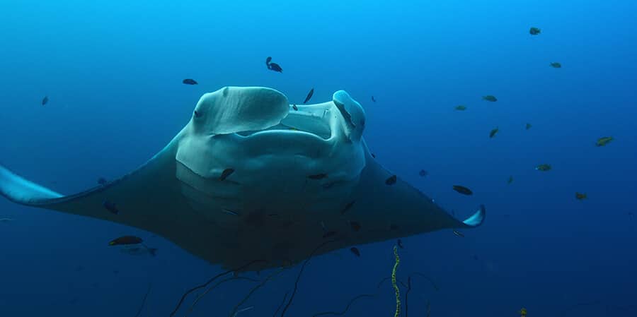 Episode Indian Ocean Our Oceans Netflix Nature Doc Narrated By Barack Obama