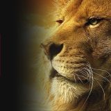 Netflix’s ‘Narnia: The Magician’s Nephew’ Delayed to 2027 But Getting Full Theatrical Release Article Photo Teaser