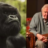 Gorilla Story Review: David Attenborough’s Most Personal and Emotional Film Yet Article Photo Teaser