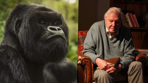 Gorilla Story Review: David Attenborough’s Most Personal and Emotional Film Yet Article Teaser Photo