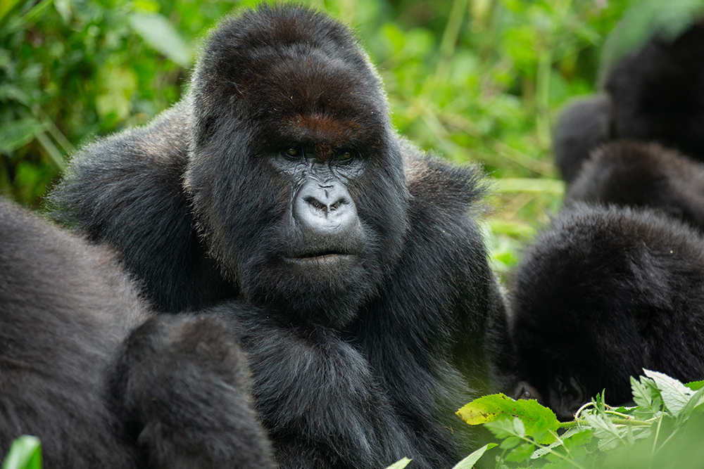 AmyThompson Ev1A4774 Girukasi2