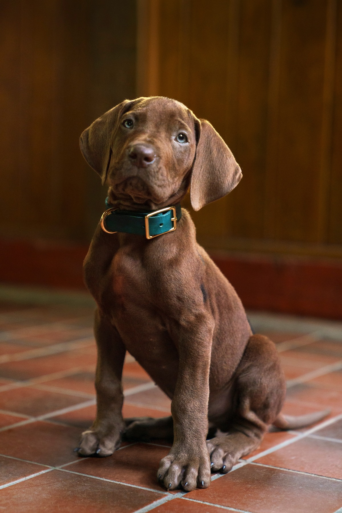 Scooby Doo First Look