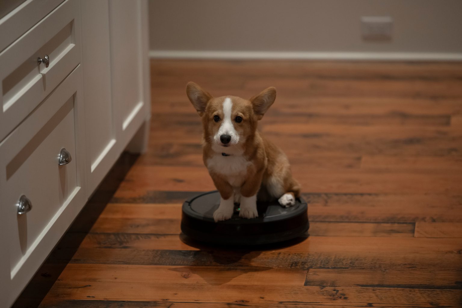 A Dogs Perfect Christmas Netflix First Looks (4)