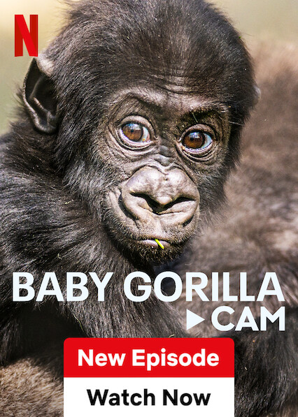 Baby Gorilla Cam  poster